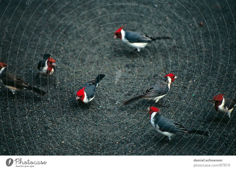 rote Köpfe - keine EBV !! Vogel Tier schwarz Hawaii fremdartig USA exotisch Feder