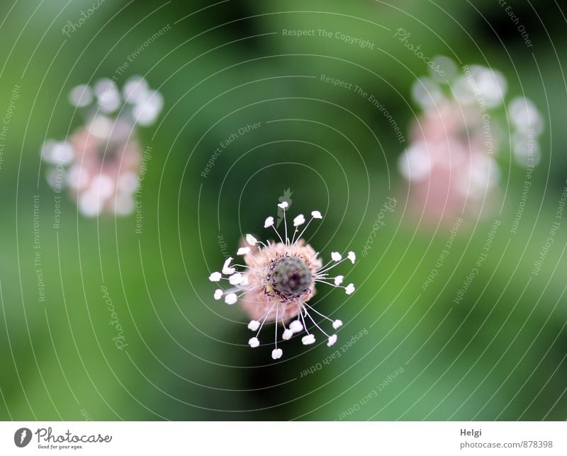 Blümchen für UlrikeA... Umwelt Natur Pflanze Sommer Blume Blüte Wildpflanze Spitzwegerich Wiese Blühend Wachstum ästhetisch schön einzigartig klein natürlich