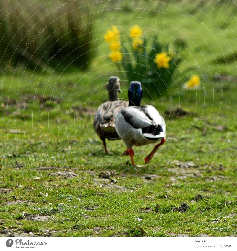 vögeln gehen Stockente Erpel Vogel Zusammensein hintereinander watscheln Gras Wiese Gelbe Narzisse Sträucher 2 Zusammenhalt Blume verfolgen Tanzen Liebe