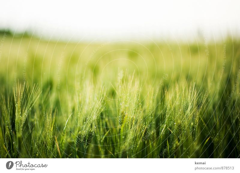 Sattgrün Umwelt Natur Pflanze Sonnenlicht Frühling Sommer schlechtes Wetter Regen Nutzpflanze Gerste Gerstenfeld Feld Wachstum frisch Gesundheit nass