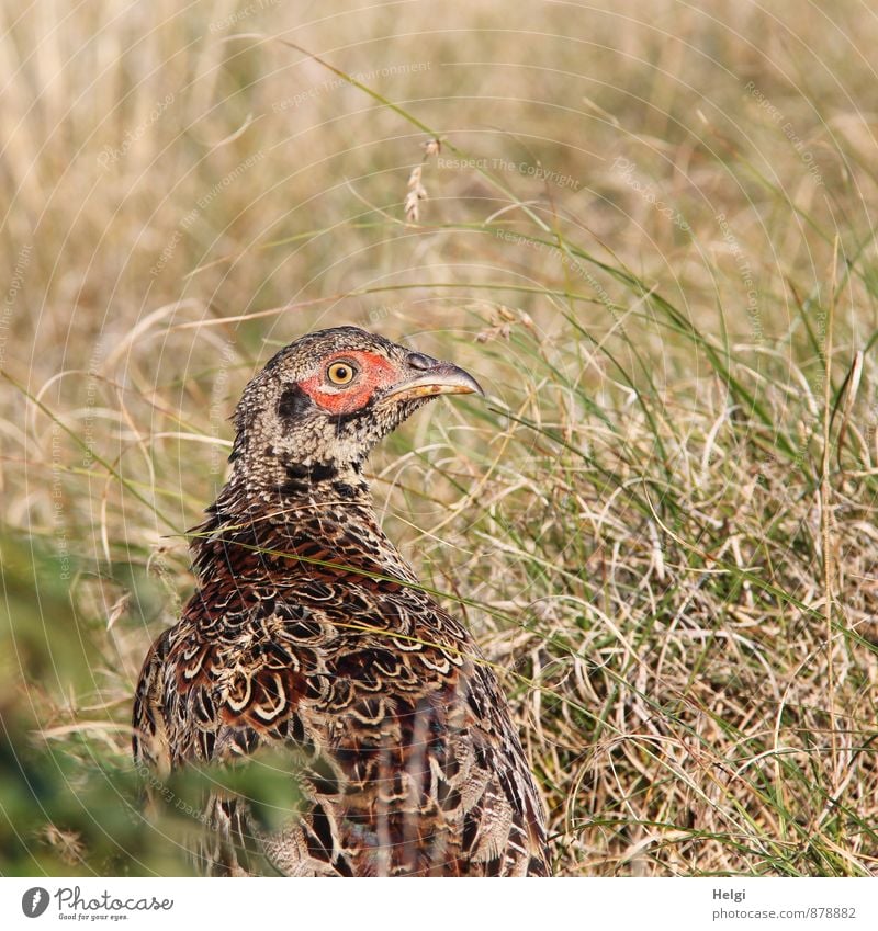 gut getarnt... Natur Landschaft Pflanze Sommer Gras Wildpflanze Dünengras Insel Spiekeroog Tier Wildtier Tiergesicht Fasan gefiedert 1 Tierjunges beobachten