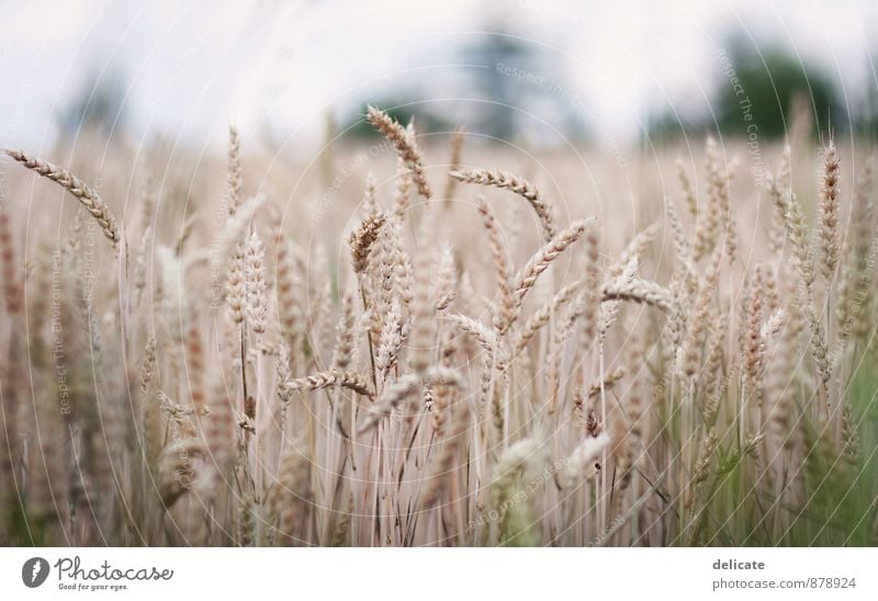 Kornfeld Natur Herbst Pflanze Gras Feld Umwelt Getreide Getreidefeld Landwirtschaft Ähren Feldfrüchte Weizenfeld braun Schwache Tiefenschärfe Ernte