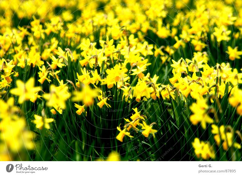 flashy Beleuchtung Blumenstrauß verrückt gelb typisch scheinend Tiefenschärfe prächtig beeindruckend knallig durchdringend Gelbe Narzisse Pflanze grün