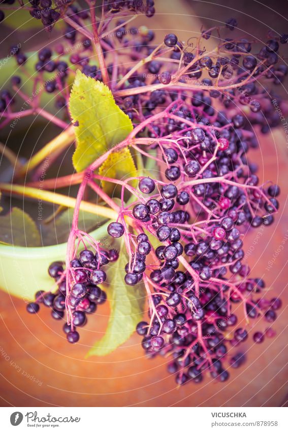 Holunder Zweig mit Beeren, toning Frucht Ernährung Bioprodukte Lifestyle Freizeit & Hobby Sommer Garten Natur Pflanze Herbst Nutzpflanze gelb white elder