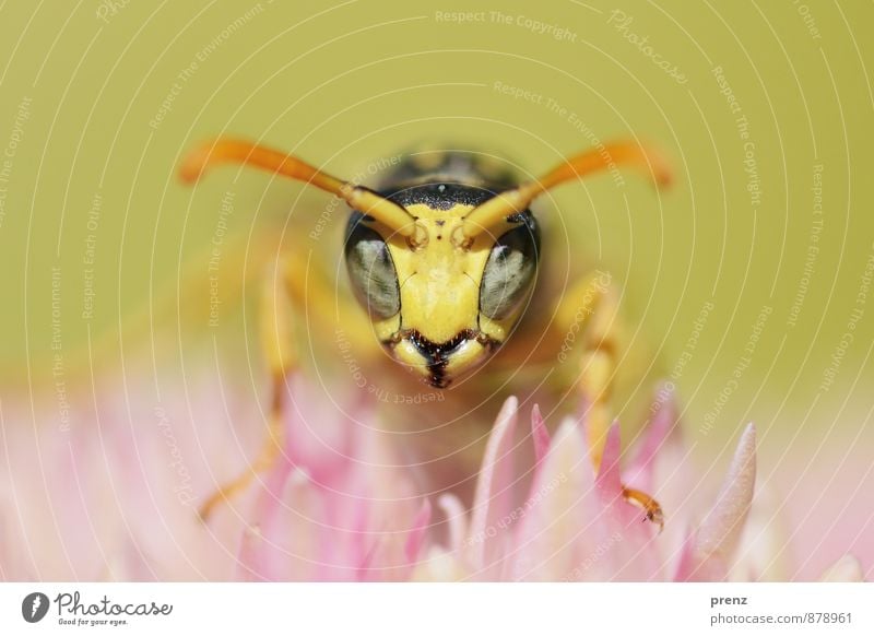 Blick Umwelt Natur Pflanze Tier Sommer Schönes Wetter gelb rosa Wespen Biene Blüte Insekt Makroaufnahme Farbfoto Außenaufnahme Nahaufnahme Menschenleer