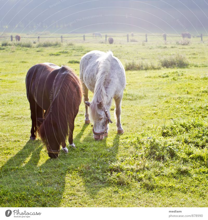 Das Leben ist ein Ponyhof Reiten Reitsport Landwirt Landwirtschaft Forstwirtschaft Reitschule Feld Weide Landschaft Bauernhof Gutshaus Pferdezucht Reiterhof