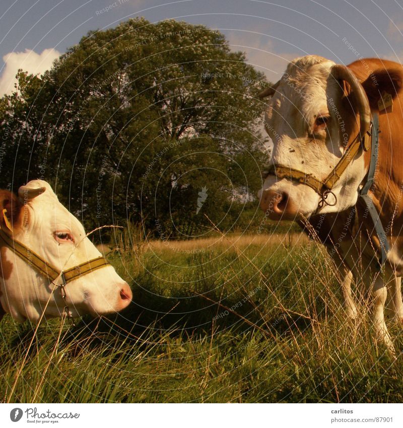 eine Kuh macht muh .... Milchwirtschaft Joghurt Düngung Steakhouse muhen Wiese Fleckvieh Halfter Sommer Quark Schlachthof Metzgerei Vollmilch grün Blut Kuhdorf