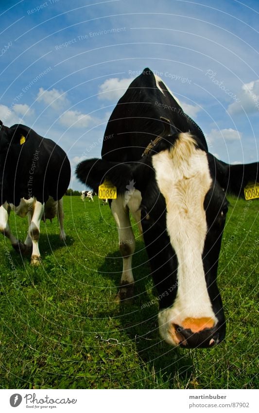 machen mühe - muuuuuuhhhhh Kuh Wiese schwarz weiß Alm Frischmilch Kalb Bulle kennzeichnen Milcherzeugnisse Himmel blau Schwarzweißfoto markiertes fleisch