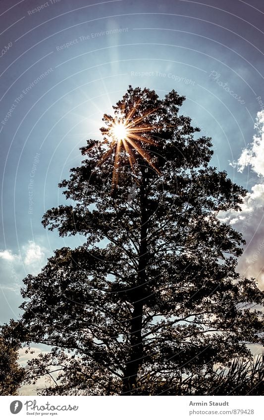 Sonne im Baumwipfel Natur Landschaft Himmel Sonnenlicht Sommer Schönes Wetter Pflanze Wald leuchten ästhetisch authentisch dunkel groß hell natürlich blau