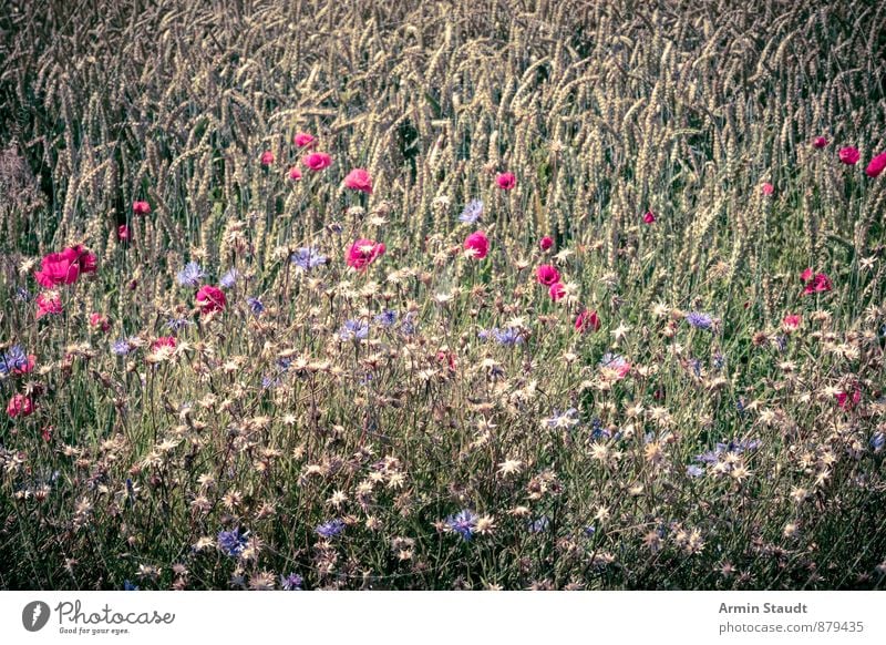 Feldblumen Gesundheit Alternativmedizin Gesunde Ernährung Sommerurlaub Natur Landschaft Pflanze Frühling Blume Nutzpflanze Mohnblüte Wiesenblume Getreide Weizen