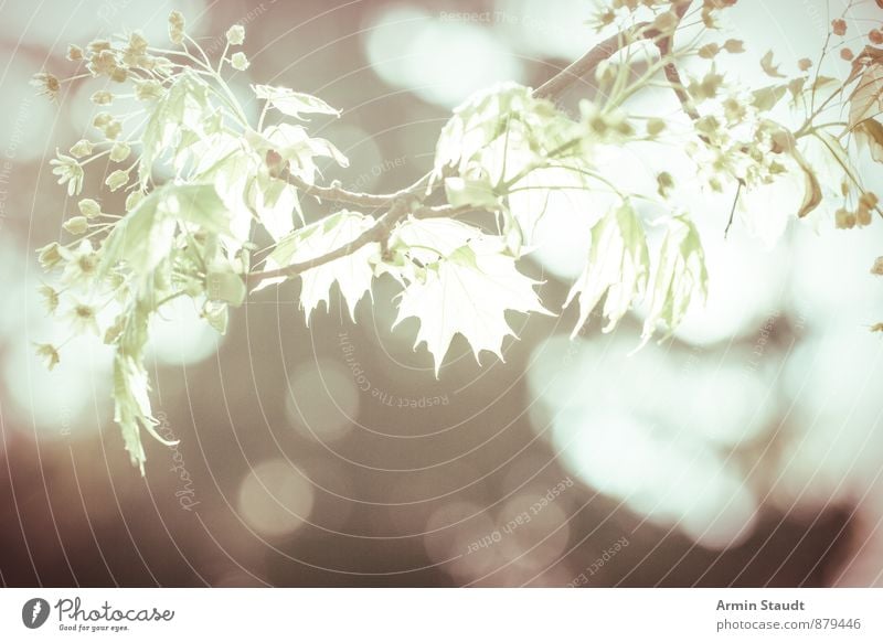 Ahornblätter im Gegenlicht Sommer Natur Pflanze Luft Sonnenlicht Frühling Schönes Wetter Blatt Wald Wachstum ästhetisch authentisch hell retro Gefühle Stimmung