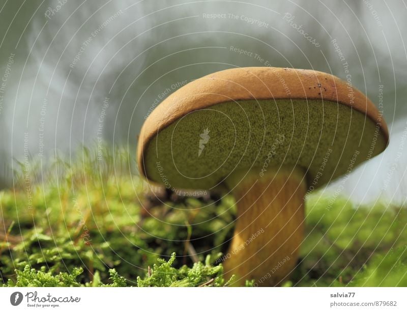 Röhrling Natur Pflanze Erde Herbst Moos Pilz Pilzhut Wald stehen Wachstum dick frisch lecker unten braun grau grün Einsamkeit ruhig Umwelt Maronenröhrling