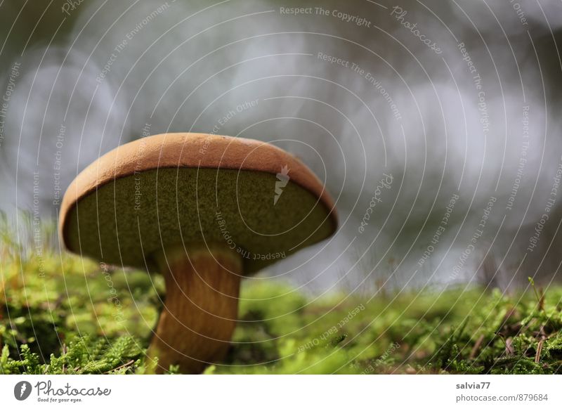 Röhrling II Natur Pflanze Erde Herbst Moos Pilz Pilzhut Wald stehen Wachstum dick lecker weich braun grau grün Einsamkeit Klima Perspektive Stimmung Umwelt