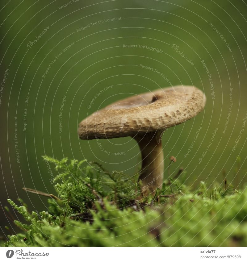 Brauner im Grünen Natur Pflanze Erde Herbst Moos Wildpflanze Pilz Pilzhut Wald stehen Wachstum dünn Gesundheit klein lecker natürlich weich braun grün