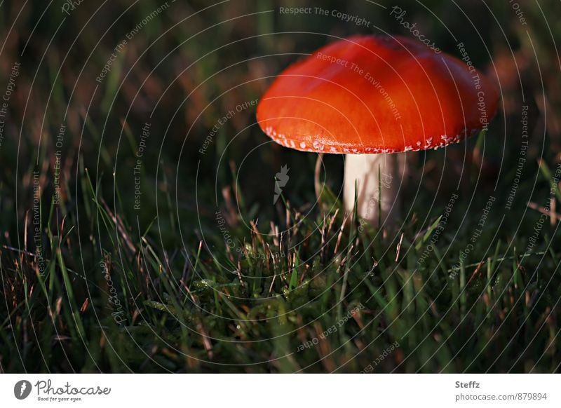 Fliegenpliz allein im Wald Fliegenpilz Pilz Pilzhut roter Pilz roter Pilzhut giftiger Pilz im Licht Amanita muscaria Herbstwald Waldwiese wachsen nah Oktober