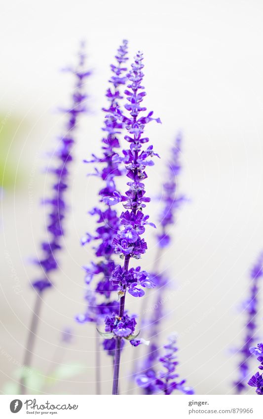 Köln UT | Mülheim Carlswerk | Lila Lust Natur Pflanze Sommer Schönes Wetter Blume Blüte violett Stimmung viele Spitze lang hell milchig Wachstum Gartenarbeit