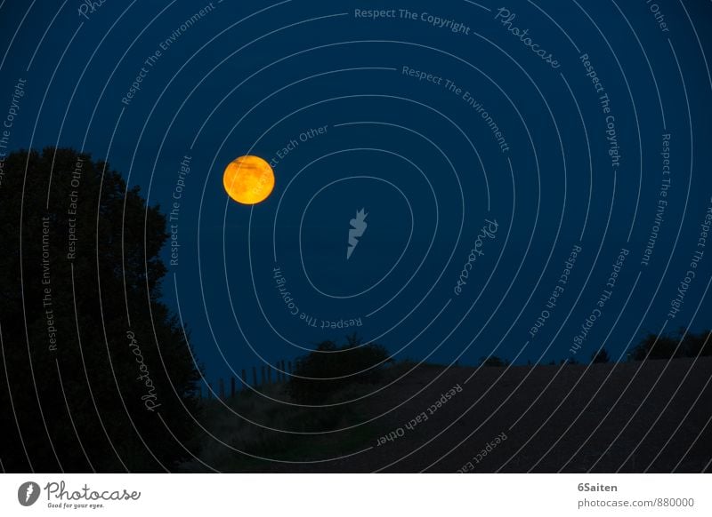 Käsekuchenmond Natur Landschaft Himmel Nachthimmel Mond Vollmond leuchten ästhetisch außergewöhnlich groß hell rund blau gelb gold Warmherzigkeit ruhig Reinheit