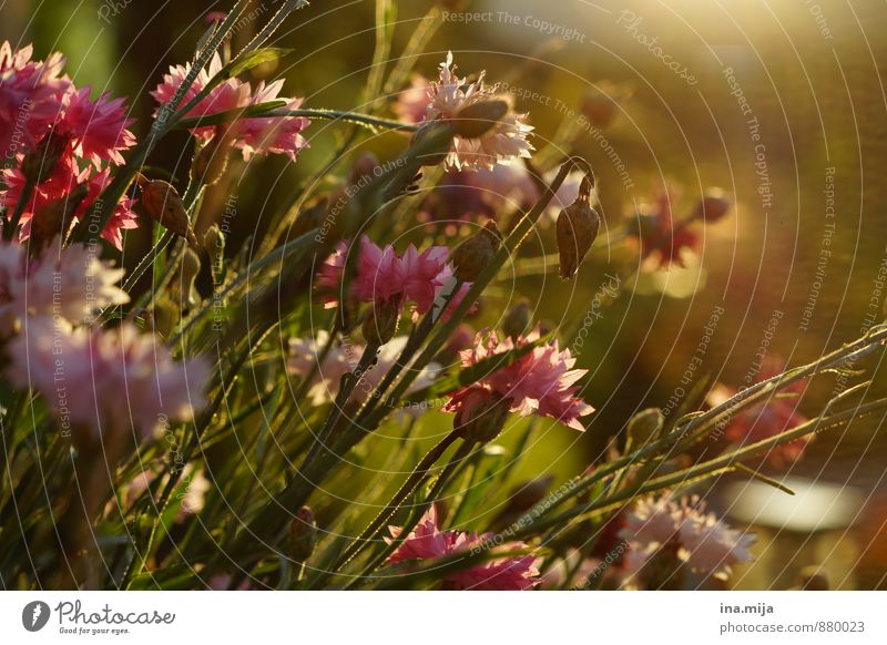 Blumenwiese Umwelt Natur Pflanze Frühling Sommer Schönes Wetter Wildpflanze Garten Wiese Romantik ruhig Reinheit Duft Hoffnung Idylle Leben Stimmung Wachstum