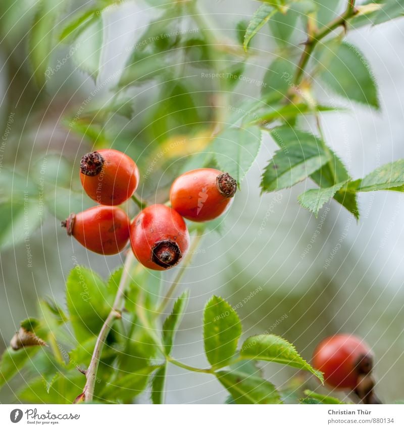 Hagebutten Gesundheit Gesundheitswesen harmonisch Wohlgefühl Zufriedenheit Erholung ruhig Meditation Umwelt Natur Herbst Schönes Wetter Pflanze Sträucher