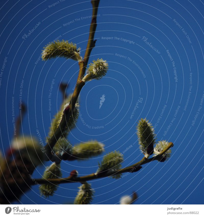 Frühling Pflanze Blüte Weidenkätzchen Sträucher fein Pflanzenteile Botanik Pollen Himmel Zweig Natur