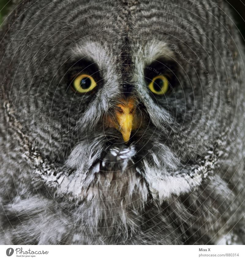 Huhu Wildtier Vogel 1 Tier Blick Bartkauz Eulenvögel Auge Farbfoto Nahaufnahme Muster Menschenleer Tierporträt Blick in die Kamera Blick nach vorn