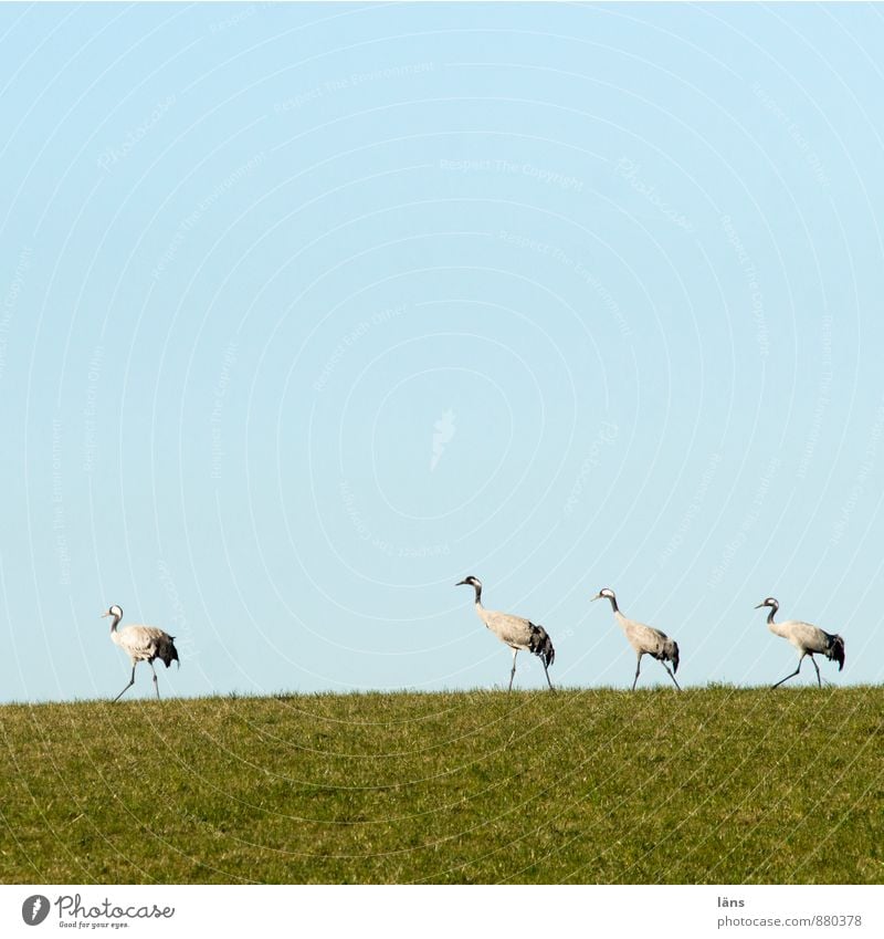 der Zug der Kraniche Landschaft Himmel Wolkenloser Himmel Schönes Wetter Gras Wiese Wildtier Vogel 4 Tier Tiergruppe Tierfamilie Freundschaft Zusammensein