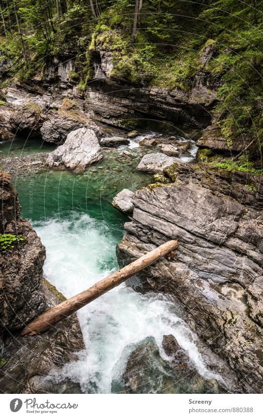 In der Klamm #1 Natur Landschaft Pflanze Wasser Sommer Baum Sträucher Moos Wald Felsen Alpen Berge u. Gebirge Schlucht Breitachklamm nass braun grau grün Kraft