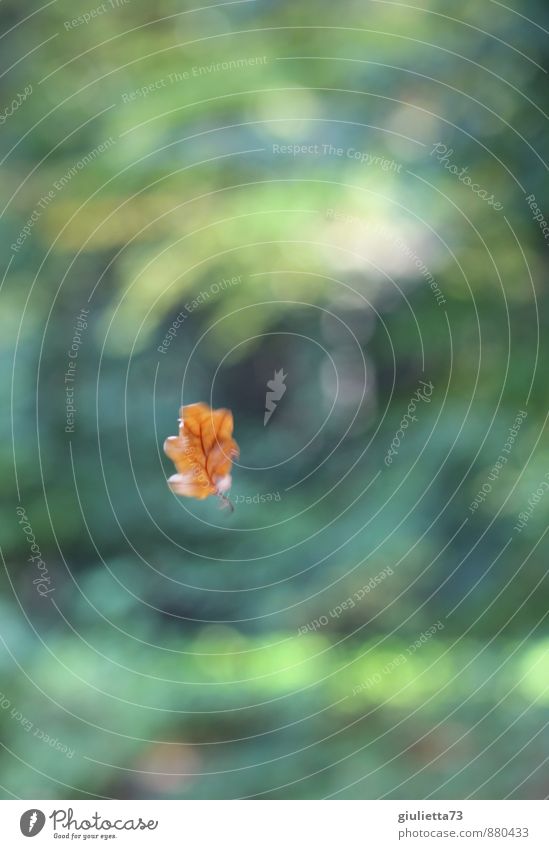 Es weht der Wind ein Blatt vom Baum... Natur Herbst Klima Eichenblatt beobachten fliegen träumen Traurigkeit verblüht Unendlichkeit natürlich schön grün