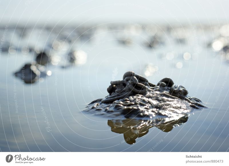 Wurmperspektive Umwelt Natur Landschaft Urelemente Wasser Wolkenloser Himmel Horizont Klima Schönes Wetter Küste Strand Nordsee Meer Ferne Wattenmeer