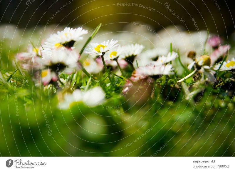 Gänseblümchen Blume Gras grün weiß rosa dunkel Wiese Frühling Makroaufnahme Nahaufnahme daisies sättigung DoF Unschärfe