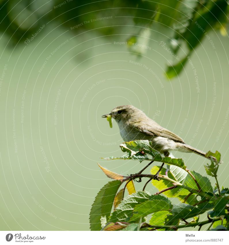 Fressen und gefressen werden Umwelt Natur Pflanze Blatt Tier Vogel Raupe 1 fangen füttern hocken sitzen klein natürlich violett Verlässlichkeit Leben