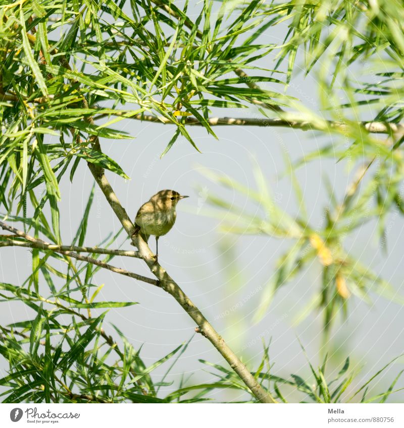 Schattenplätzchen Umwelt Natur Pflanze Tier Baum Sträucher Weide Ast Geäst Vogel 1 hocken sitzen frei klein natürlich niedlich blau grün Freiheit Farbfoto