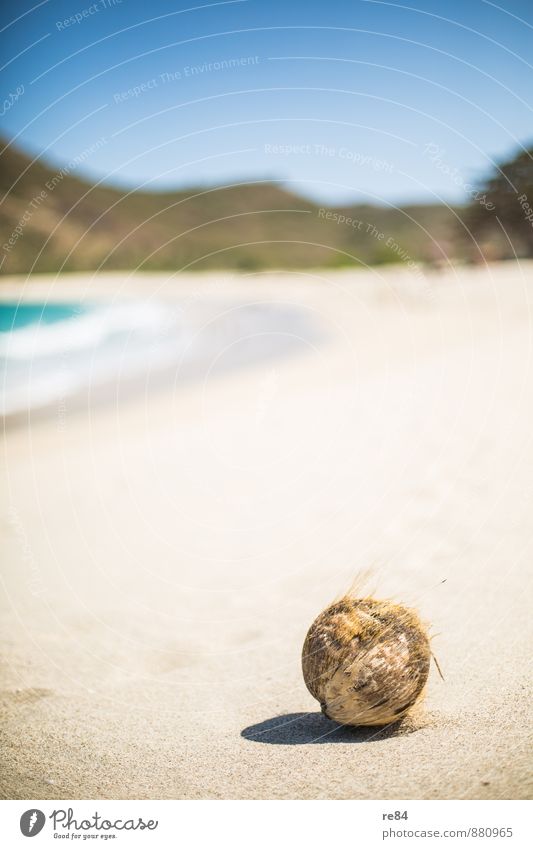 Wer hat die Kokusnuss geklaut? Kokosnuss Kokosdrink Ernährung Ferien & Urlaub & Reisen Sommer Freiheit Leichtigkeit Sinnesorgane Strand Indonesien Sandstrand