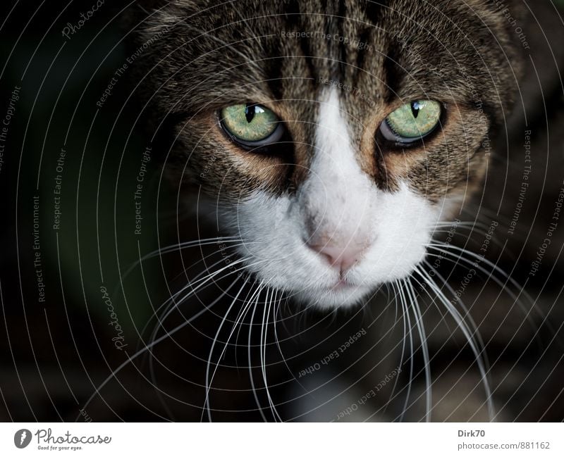 Kritischer Blick Sträucher Garten Tier Haustier Katze Tiergesicht Fell Schnurrhaar Auge Hauskatze Tigerfellmuster 1 beobachten bedrohlich fest wild braun grau