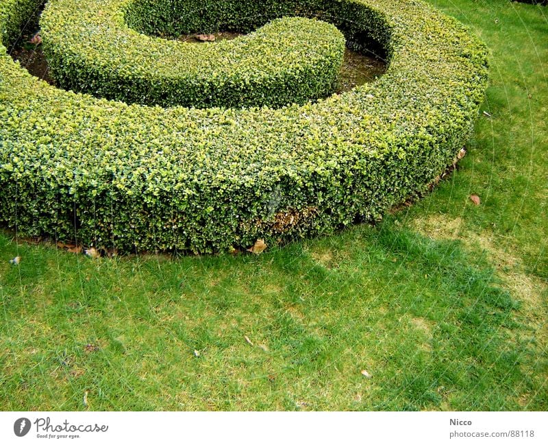 Werdender Irrgarten Blatt Gras Wiese Sträucher Wachstum Frühling Außenaufnahme Garten Vergnügungspark Stauden Sportrasen Hecke Erde Grasland grün Buchsbaum