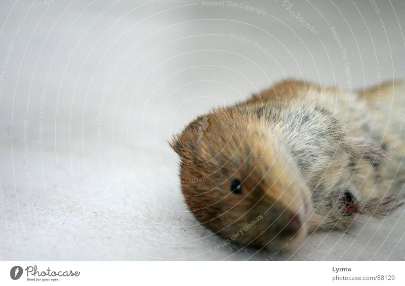 Ende der Trauer Tier Fell Maus Fressen Tod Nagetiere Säugetier Opfer Farbfoto Innenaufnahme Nahaufnahme Menschenleer Freisteller Hintergrund neutral Tierporträt