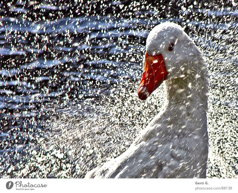 Gans schön spritzig Gänsebraten Tierporträt feucht spritzen Gewässer Schnabel Federvieh Sommer sommerlich Vogel Freude Wasser gefiederpflege oronksch nassmachen