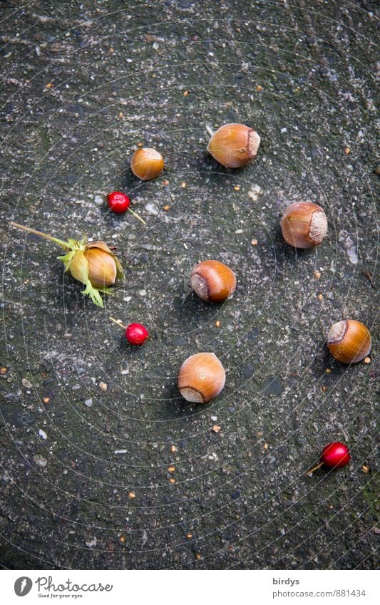 Spätsommerfunde Nuss Haselnusskern Sommer Herbst ästhetisch Originalität positiv schön braun rot Beeren Vogelbeeren Farbfoto Außenaufnahme Menschenleer