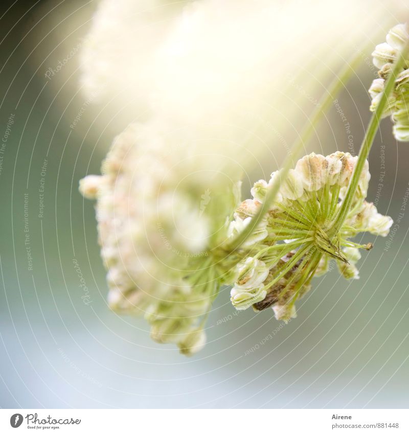 wilde Angelika Natur Pflanze Wildpflanze Doldenblütler Doldenblüte Engelswurz Fruchtstand Heilpflanzen weiß Alternativmedizin hellgrün blassblau Farbfoto