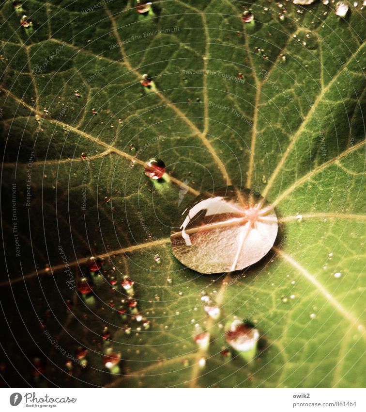 Kleine Welt Umwelt Natur Pflanze Wassertropfen Blatt leuchten hell klein nah nass grün rot ruhig Idylle Farbfoto Nahaufnahme Detailaufnahme Makroaufnahme Muster