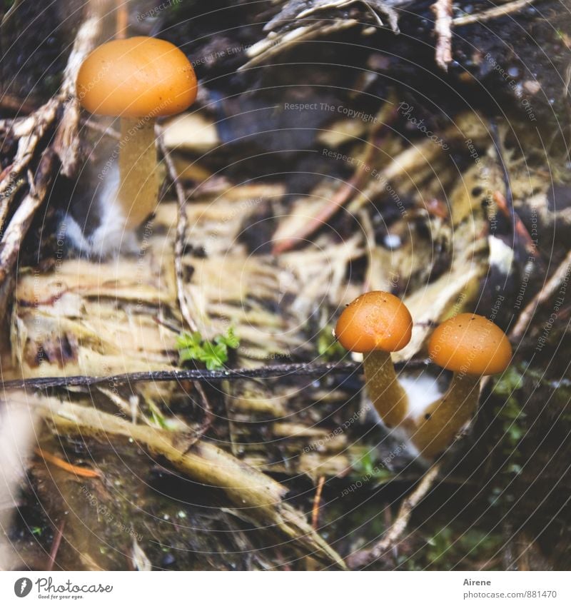 Pilzköpfe Natur Erde Pilzhut Wald Wachstum klein natürlich braun orange Waldboden Nährboden Farbfoto Außenaufnahme Menschenleer Tag Schatten