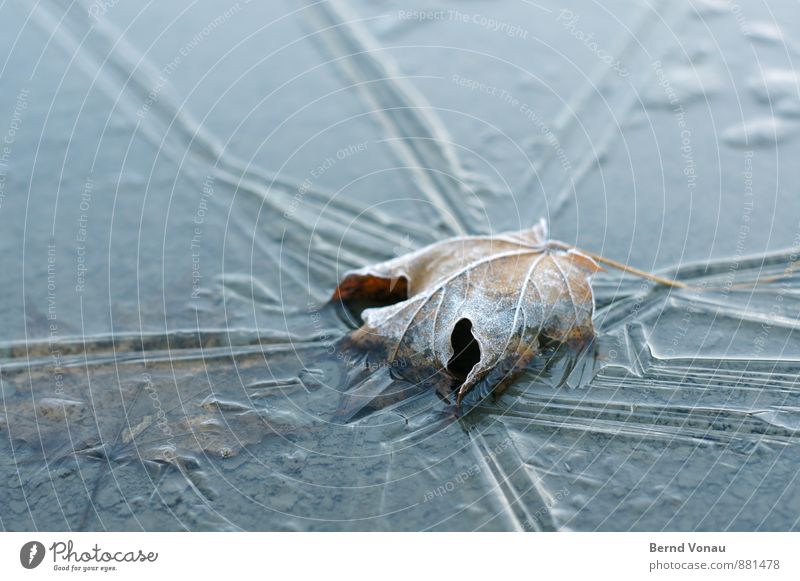 Es soll ja wieder ... Umwelt Natur Herbst Blatt schön Frost Pfütze Eis Winter gefangen kleben verloren vertrocknet strahlenförmig durchsichtig Wasser