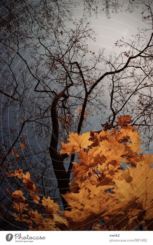 Herbstgold Umwelt Natur Pflanze Wolkenloser Himmel Schönes Wetter Baum Blatt Wildpflanze Zweige u. Äste Ahorn dehydrieren dünn authentisch natürlich viele blau