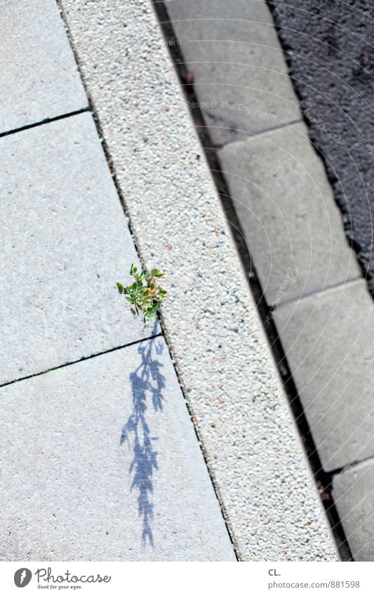 straßenkämpfer Umwelt Natur Schönes Wetter Pflanze Blatt Blüte Grünpflanze Wildpflanze Verkehr Verkehrswege Straße Wege & Pfade kämpfen Wachstum klein grau grün