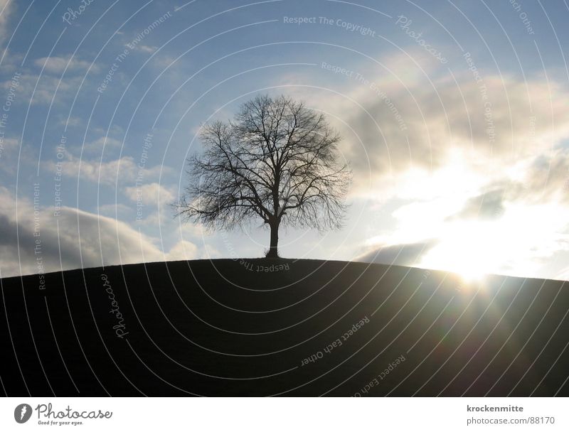 Traumbaum III Wiese Gras Schweiz Jahreszeiten Ferne Laubbaum Wolken Baumstamm Umwelt Mitte milder Winter Wind Natur Spaziergang Mittelpunkt Himmel Ast Rasen