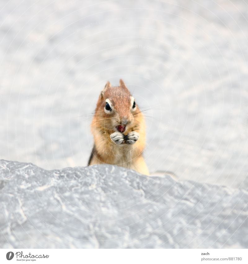 Poserin Tier Wildtier Tiergesicht Fell Pfote Streifenhörnchen Felsen Eichhörnchen Nagetiere Schwanz Stein Fressen füttern stehen niedlich braun grau drollig