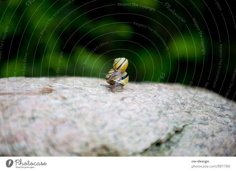 Geschwisterliebe Umwelt Tier Frühling Sommer Herbst Garten Park Wiese Felsen Schnecke 2 Liebe natürlich gelb grau grün schwarz Gefühle Freundschaft Zusammensein