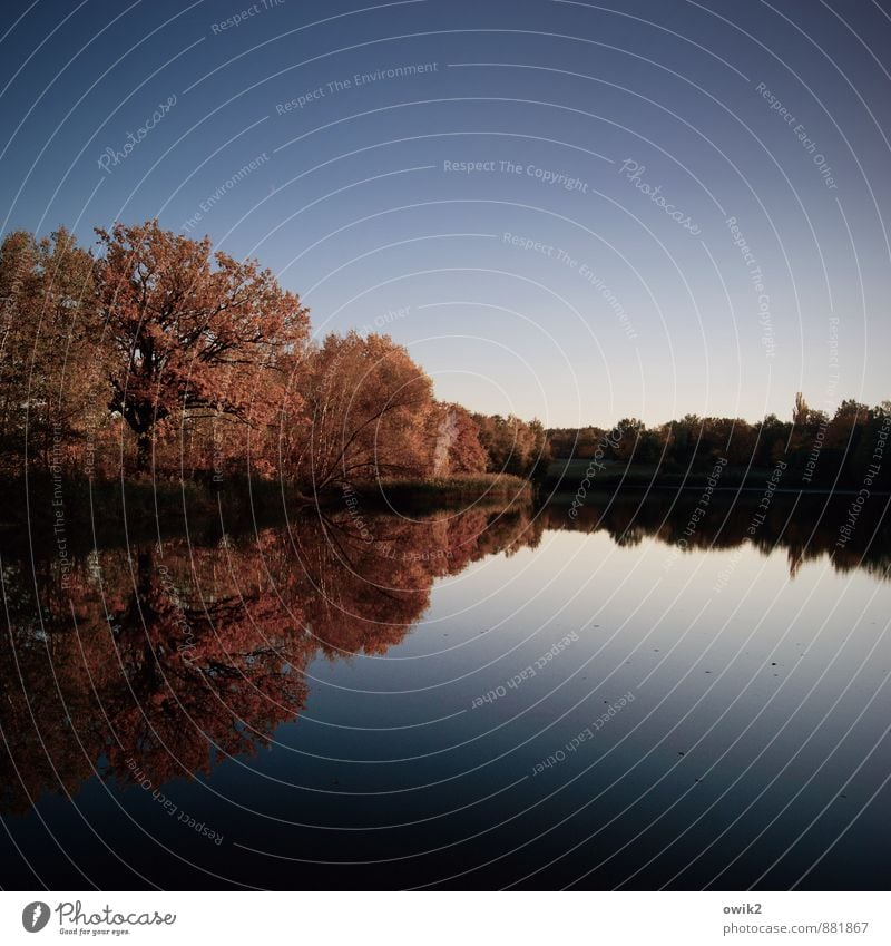 Abendgruß Umwelt Natur Landschaft Pflanze Wolkenloser Himmel Horizont Baum Sträucher verblüht dehydrieren dunkel Unendlichkeit geduldig ruhig Idylle Ferne