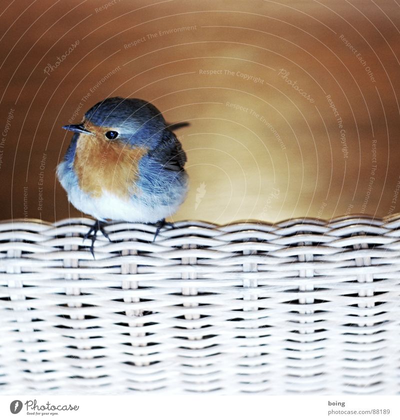 Lieber Vogel, fliege weiter! Nimm ein Gruß mit und ein Kuss Eisdiele Straßencafé Stuhl Singvögel Rotkehlchen Gezwitscher Pfeifen Feder Schnabel Geiger Lenker