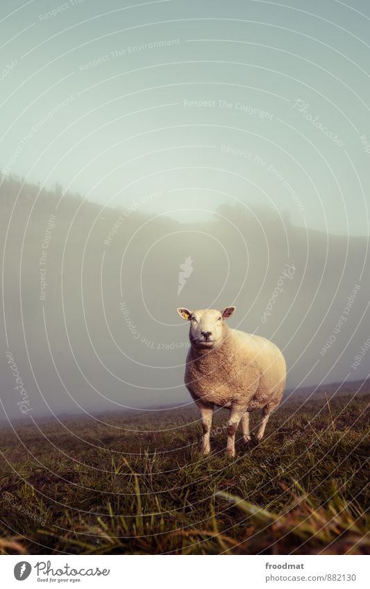 Schafskäse Umwelt Natur Landschaft Wetter schlechtes Wetter Nebel Wiese Hügel Tier Nutztier Tiergesicht 1 beobachten Blick stehen kalt kuschlig Neugier weich